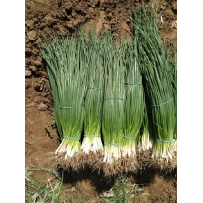 Свежий лук-порей, сфотографированный на земле - ГАРДСМЕН