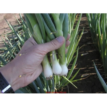 Рука держит пучок свежего лука Герда на фоне грядки