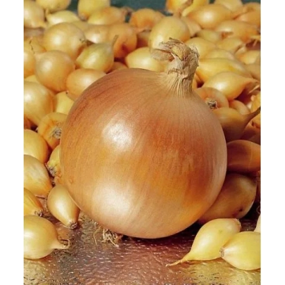 Лук на фоне других луковиц - Геркулес