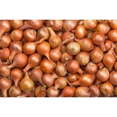 Свежий лук на фоне - ГОДРА