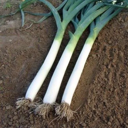 Свіжий цибуля Голет на землі