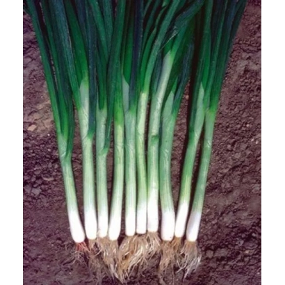 Fresh onion with roots - Green Banner