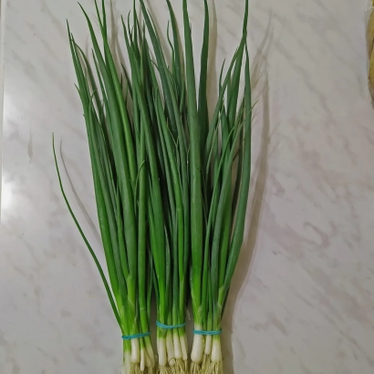 Fresh spring onion on a light background - GRINGO