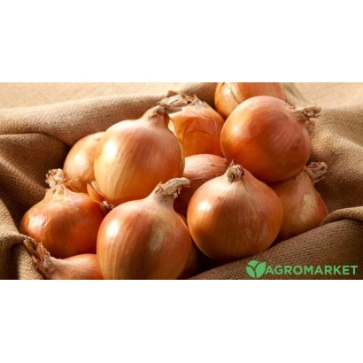 Fresh onions on burlap - Khaltsedon