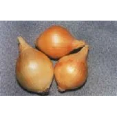 Три цибуліни сорту Харківська 82 на сірому фоні