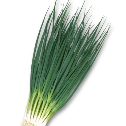 Свежий лук-порей на белом фоне - ХАРУКИОКА