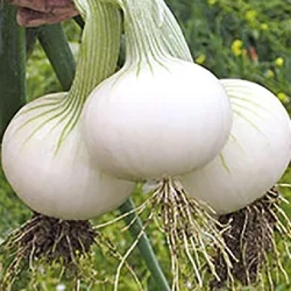 Свіжі білі цибулинні цибулі на зеленому фоні - Хієло