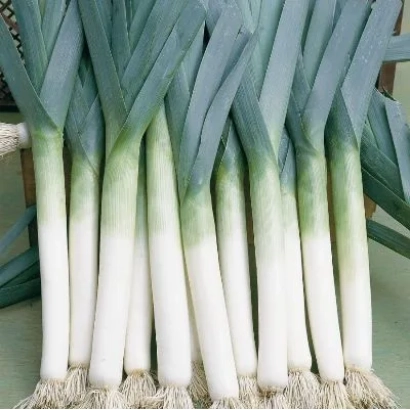 Fresh leeks with green tops and white bulbs - ELEPHANT TRUNK