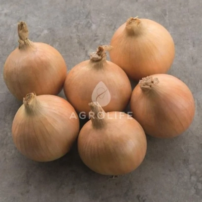 Свіжі цибулинки на сірому фоні з логотипом AGROLINE - Хайтек