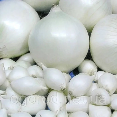 Fresh white onion bulbs and heads - Icebear