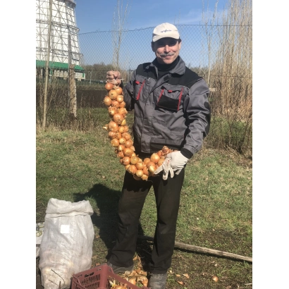 Человек держит связку лука Иглинский 2 на фоне поля