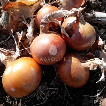 Свіжі цибулинні сорту AGROLIFE на землі - ІМПЕРІОС