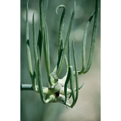 Свежий лук-порей на грядке - ИОНОВЕЦ