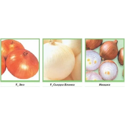 Красные луковицы ИВАШКА в упаковке