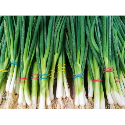 Свежий зеленый лук, связанный в пучки - Изумрудный