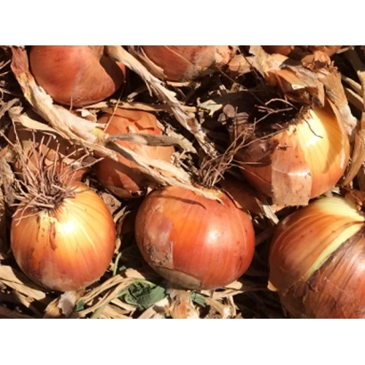 Свежие луковицы ятобы (Jatoba) на земле - Ятоба