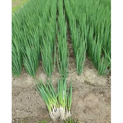 Свежий лук на грядке с выкопанным пучком на переднем плане - Йода