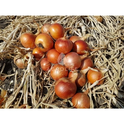 Fresh Calypso onion bulbs on straw