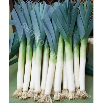 Fresh leek on green background - CAMUS
