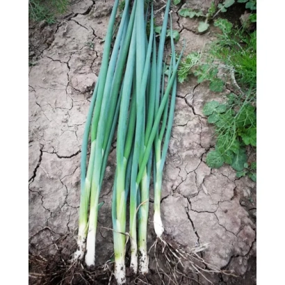 Fresh onion on soil - Capital