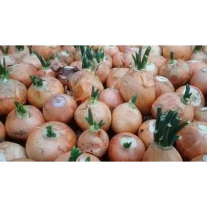 Свежий лук Каратальский на фоне