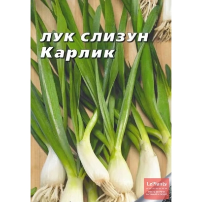 Onion seeds Slizun Karlik on a green background