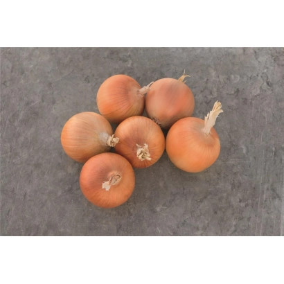 Группа целых луковиц на сером фоне - КАРТЬЕ