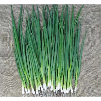 Свежий лук-порей на грубой ткани - Катана