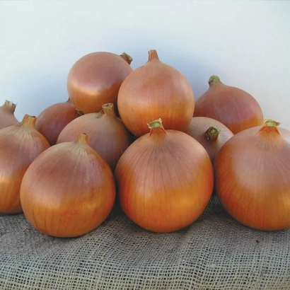 Свежие луковицы сорта Катинка F1 на мешковине