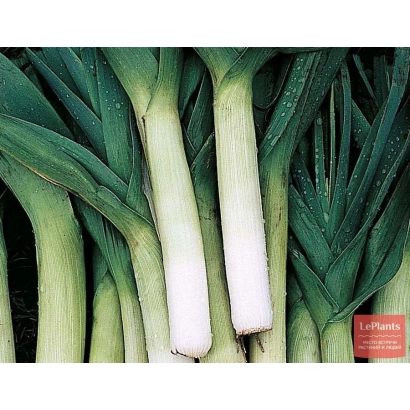 Fresh leeks on a background, Le Panier logo in the bottom right corner. - Kazimir