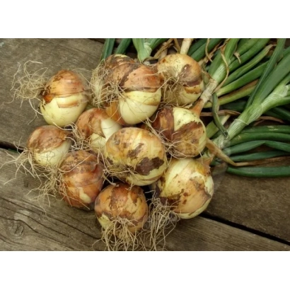 Свежий лук с корнями и зеленью на деревянной поверхности - Кира