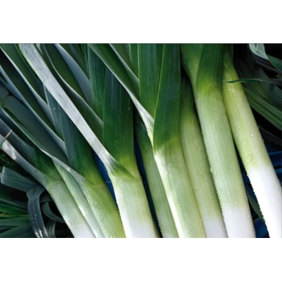 Fresh leek KOMANCHE