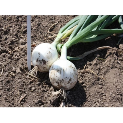 Два луковицы лука Комета F1 с зелеными перьями на земле