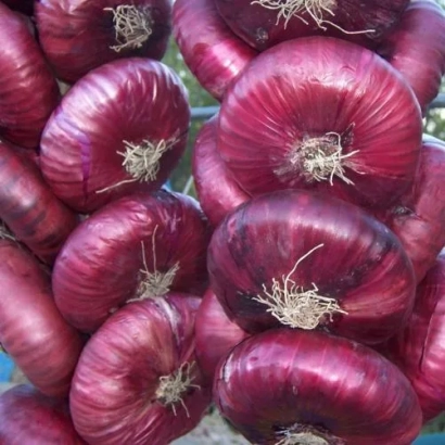 Крупный план красных луковиц - Корсар