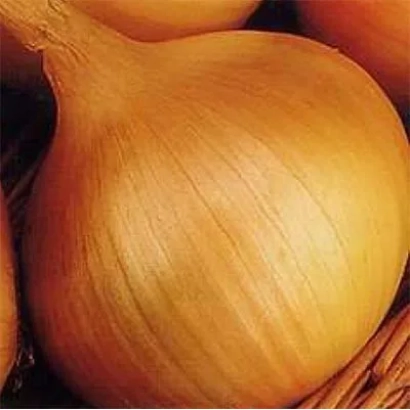 Свіжа цибуля в плетеному кошику - Краса