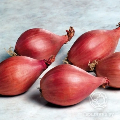 Червоні цибулинки Краснообський на світлому фоні