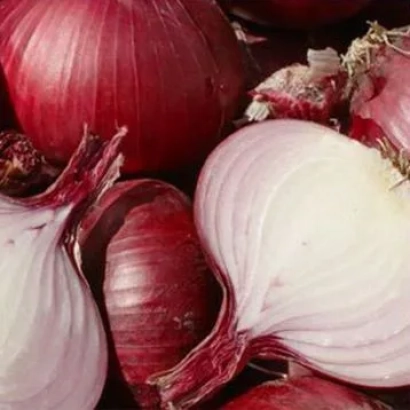 Красные луковицы сорта Красный Кардинал