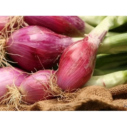 Красный салатный лук на мешковине