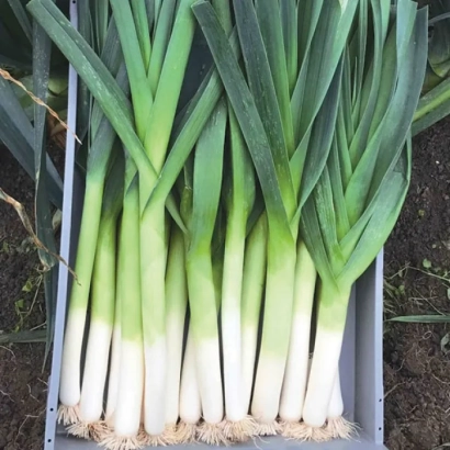 Свежий лук Криптон в контейнере