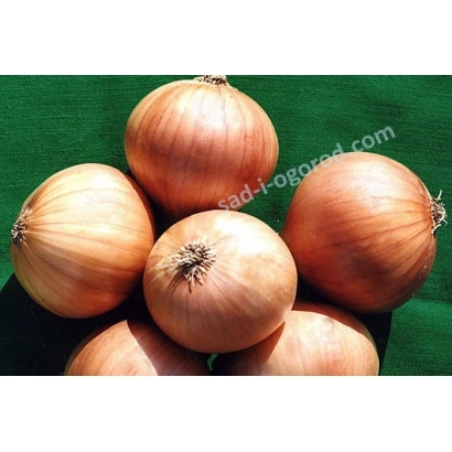 Свежие луковицы сорта КУЧУМ на зелёном фоне