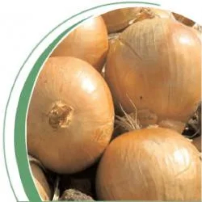 Свежий лук на земле - Кваттро F1