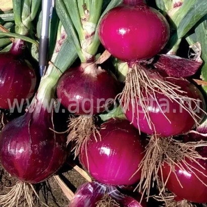 Красные луковицы на стеблях - Ламбруско