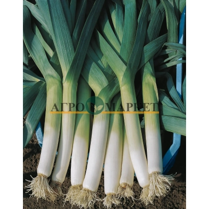 Пучок репчатого лука на земле с надписью АГРОМАРКЕТ - ЛАНЦЕЛОТ