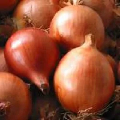 Красные луковицы без упаковки и маркировки - Леоне