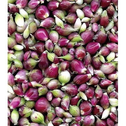 Свежий лук Likova на фоне - Ликова