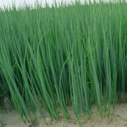 Поле с зелёным луком Long Tokio - ЛОНГ ТОКИО