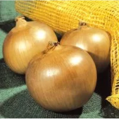 Три луковицы сорта Лорензос F1 на зелёной ткани с мешком на заднем плане