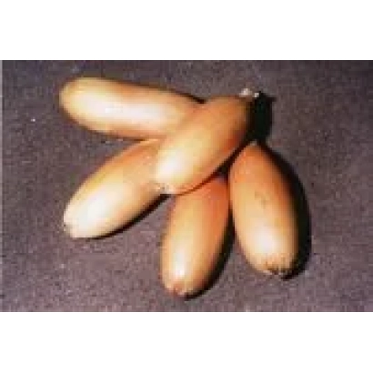 Група з шести жовтих цибулин на темному фоні - Любчик