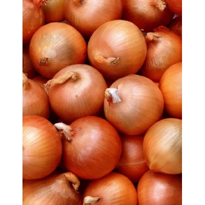 Свежие луковицы сорта Луганский