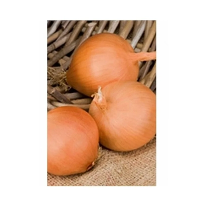 Three Mallory F1 onions in a woven basket